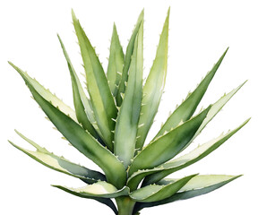 Obraz premium Serene Watercolor Depiction of an Agave Plant, A Delicate Fusion of Botanical Art and Traditional Painting Techniques Showcasing the Plant's Textural Details