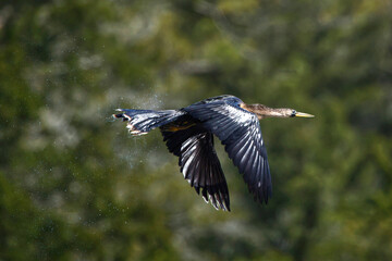 Cormorant bird in flight against blue spring sky. 
