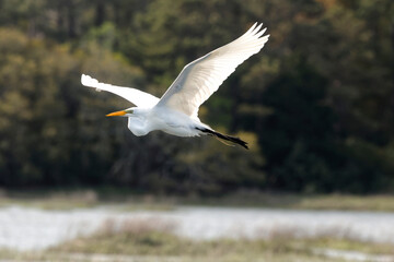 Majestic big white bird egret in flight on sunny spring day. 