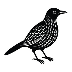 bird on a white background