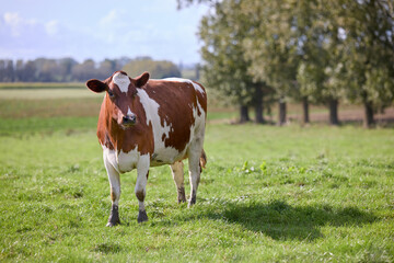 A brown and white cow stands in a green field, with trees and a partly cloudy sky in the background. © erwin