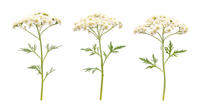 Pack of Yarrow Set Against Transparent Background for Floral Branding, Nature Promotion, or Garden Design Projects