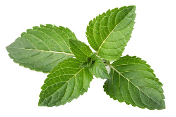 Tulsi (Holy Basil) leaf