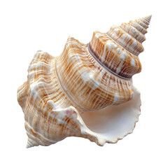 Fototapeta premium Close-up nature photography of beautiful seashells and marine life