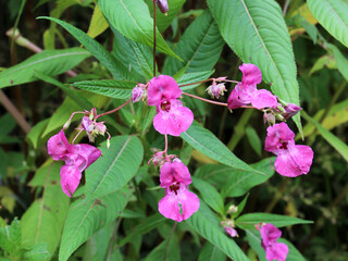 Impatiens glandulifera grows in the wild