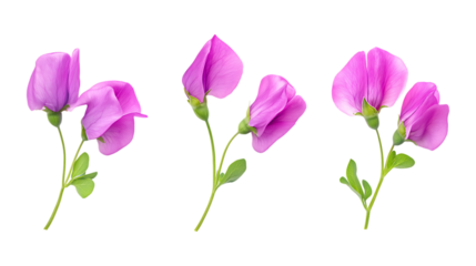 Three vibrant pink sweet pea blossoms are displayed neatly isolated on a clean transparent background for garden design.