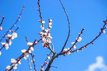 Beautiful apricot blossom, apricot blossom against a blue sky.
