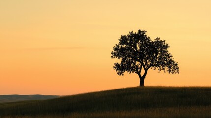 A solitary tree silhouetted at sunset against a golden sky
