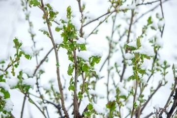 Snow-covered buds on a tree branch. Snowy spring
