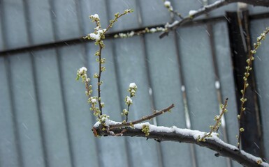 Snow-covered buds on a tree branch. Snowy spring