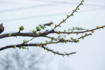 Snow-covered buds on a tree branch. Snowy spring