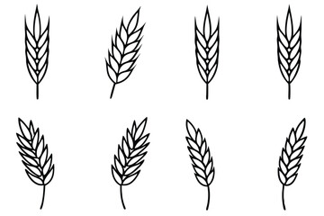 Oat Ear and Grain The Story of Plant Evolution