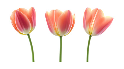 Fototapeta premium A trio of delicate pink and orange tulip blossoms stand upright on thin green stems, perfect for springtime design projects isolated on a.