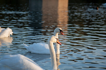 A family of swans with their babies on the shore of the pond, in the morning they swim to the camp...
