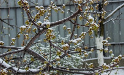 Snow-covered buds on a tree branch. Snowy spring