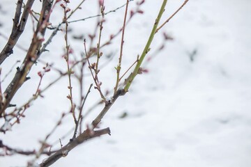Snow-covered buds on a tree branch. Snowy spring