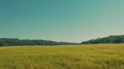 Serene Meadow Landscape Under a Clear Sky