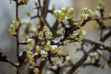 Snow-covered buds on a tree branch. Snowy spring