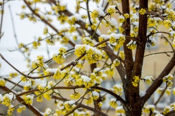 Snow-covered buds on a tree branch. Snowy spring