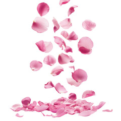 Fototapeta premium Falling pink petals outdoor garden photography serene atmosphere