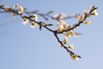 snow on a blossoming fruit tree