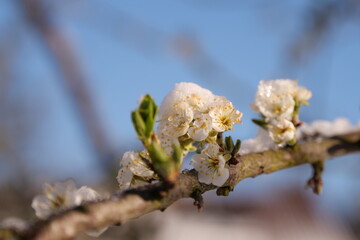 snow on a blossoming fruit tree