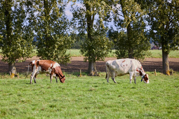 Lush green pasture with two cows grazing, framed by a row of tall trees under a serene, clear sky.