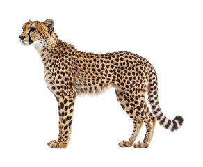 Cheetah running swiftly in the wild captivating wildlife natural habitat side view. Isolated on transparent background, png.