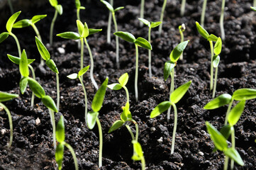 Stairs sweet pepper seedlings