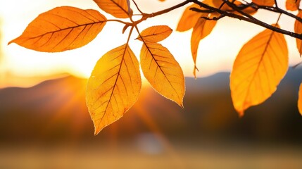 Obraz premium Golden yellow leaves hanging in front of a radiant sunset background