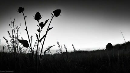 Silhouetted Flowers and Plants Against a Bright Monochrome Sky