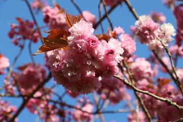 Blooming cherry tree