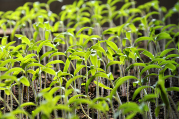 Growing tomato seedlings in organic soil