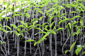 Growing tomato seedlings in organic soil