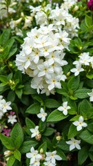 delicate white blooms surround lush green foliage, floral, flowers, garden
