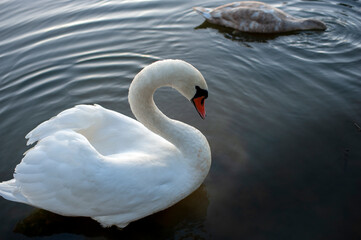 white swan paws on the ice reflecting