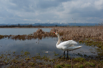 white swan paws on the ice reflecting