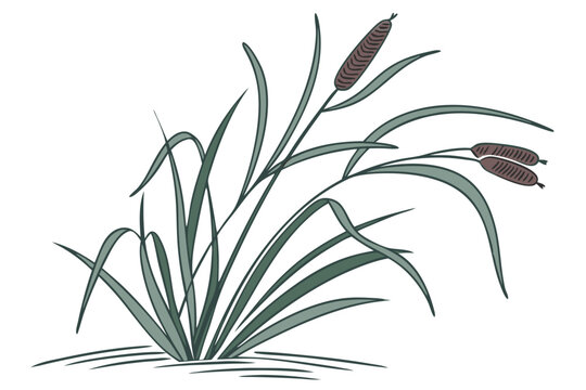 cattails plant drawing, green leaves, brown seed heads clip art preview