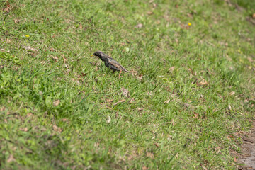 Starling bird standing on spring grass in urban park