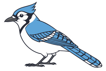 Blue Jay Vector Illustration for Nature Art and Birdwatcher Design Projects