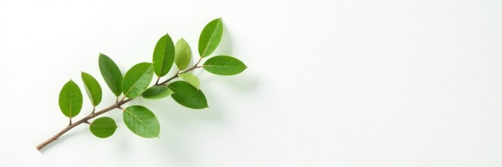 Single isolated tree branch on white surface with subtle texture, natural, green