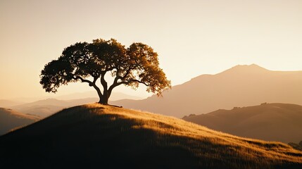 A solitary tree stands silhouetted atop a grassy sunlit hill