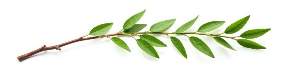 Obraz premium Single isolated willow branch with flexible stem on white background, woody details, willow