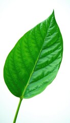 Fototapeta premium Single large leaf with veins isolated on white background, plant, nature, botanical