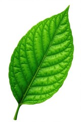 Obraz premium single large leaf with veins isolated on white, nature, botanical, leaf