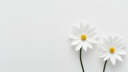 Obraz premium two white daisies