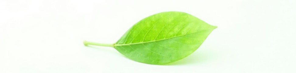 Obraz premium Single leaf of a green plant isolated on white background, plant, foliage, flower
