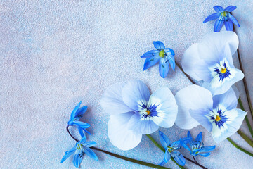 Blue pansies and scilla on decorative blue background, spring floral card, copy space