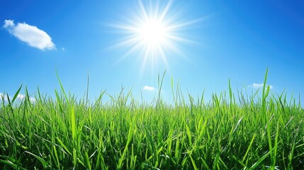 Fototapeta premium Vibrant Green Grass Under a Bright Sunny Sky