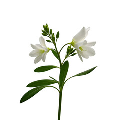 white lily of the valley isolated on transparent background